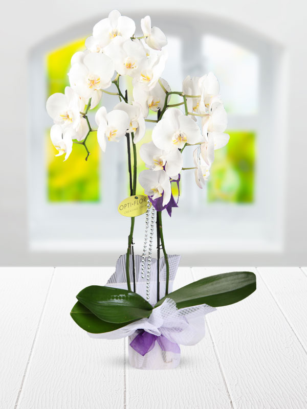 çifit dallı beyaz orkide