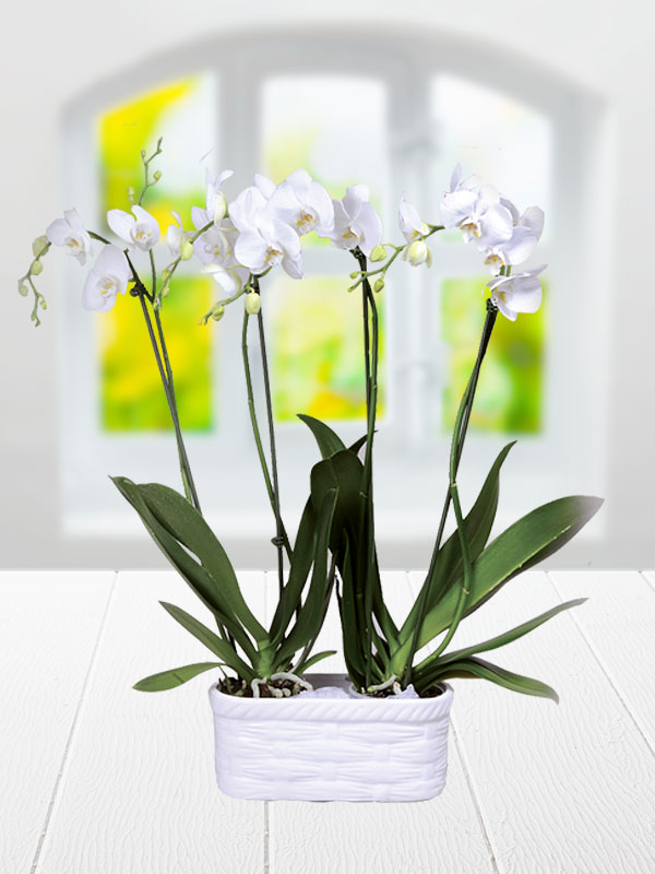 4 dallı beyaz orkide