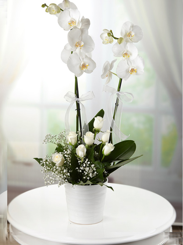 2 dallı + 7 güllü beyaz orkide